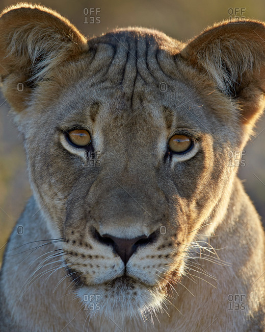 Lioness (Panthera leo), Kgalagadi Transfrontier Park (encompassing the former Kalahari Gemsbok National Park), South Africa