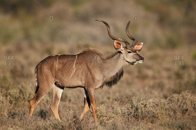Greater Kudu (Tragelaphus strepsiceros) buck, Karoo National Park, South Africa