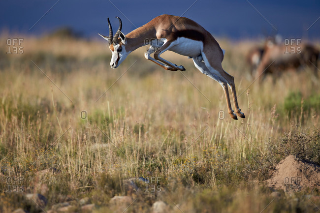 Springbok (Antidorcas marsupialis) buck springing or jumping, Mountain Zebra National Park, South Africa