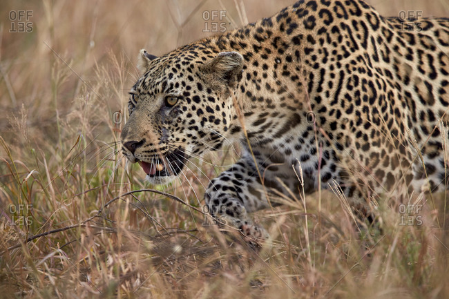 Leopard (Panthera pardus), Kruger National Park, South Africa
