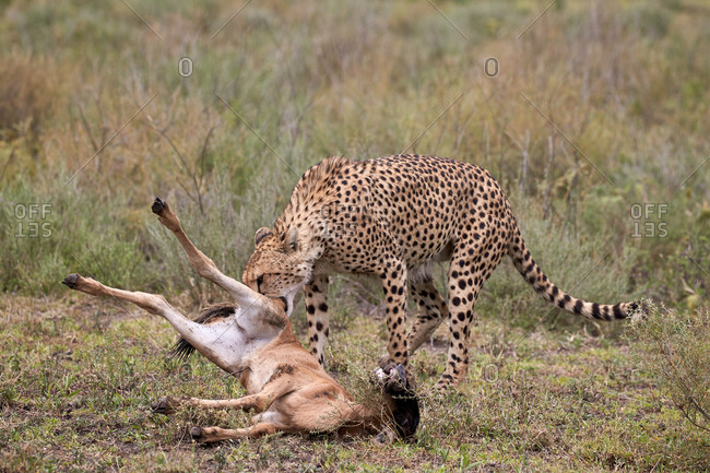 Male Cheetah (Acinonyx jubatus) killing a newborn Blue Wildebeest or Brindled Gnu (Connochaetes taurinus) calf, Ngorongoro Conservation Area, Serengeti, Tanzania