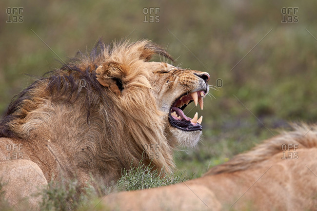 Lion (Panthera leo) demonstrating the flehmen response, Ngorongoro Conservation Area, Serengeti, Tanzania