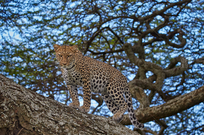 Leopard (Panthera pardus) in a tree, Ngorongoro Conservation Area, Serengeti, Tanzania