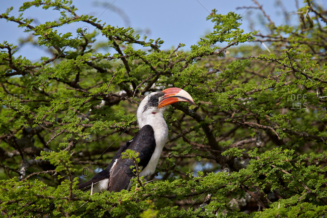 Von Der Decken\'s Hornbill (Tockus deckeni), male, Ngorongoro Conservation Area, Serengeti, Tanzania