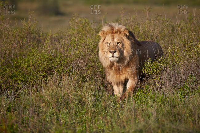 Lion (Panthera leo), Ngorongoro Conservation Area, Serengeti, Tanzania