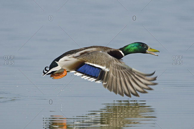 Mallard duck soaring over water