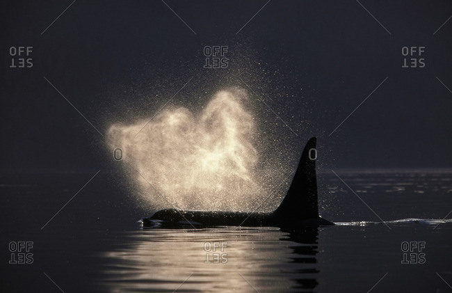 An orca exhaling at first light, Pacific Ocean