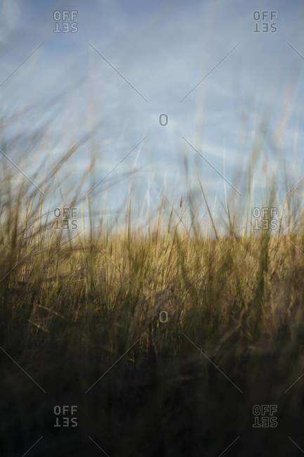 Close up of field of windswept beach grasses, Long Beach Peninsula, WA, USA