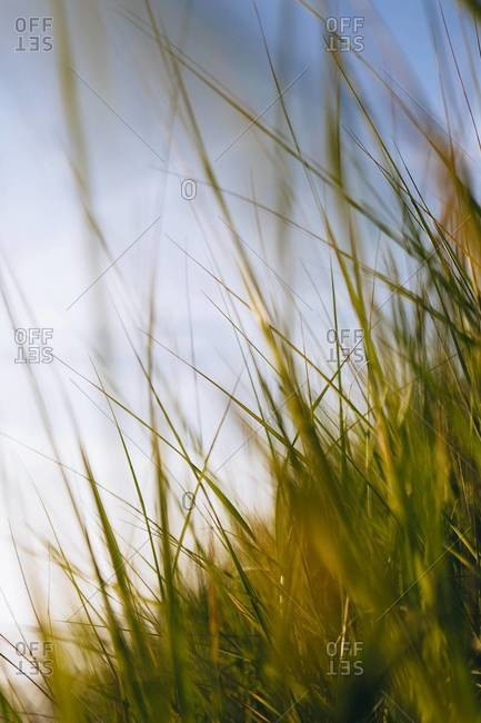 Close up of field of windblown beach grasses, Long Beach Peninsula, WA, USA