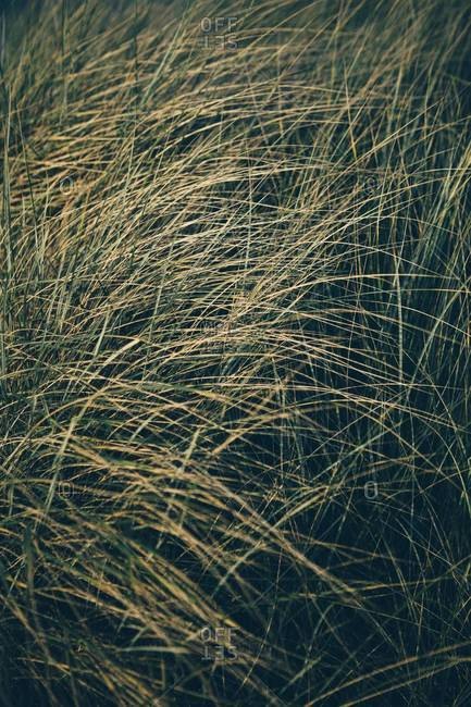 Field of windblown beach grasses, Long Beach Peninsula, WA, USA