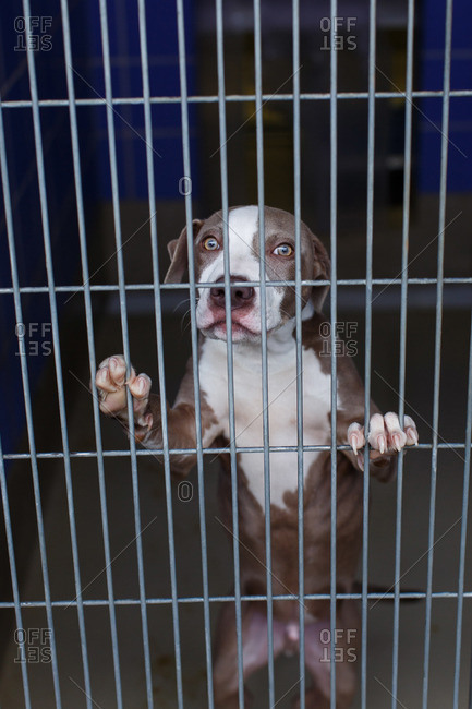 Dog in shelter jumping at cage bars