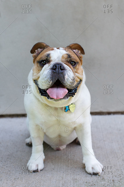 Bulldog sitting on concrete panting