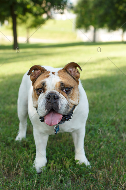 Bulldog standing and panting in park