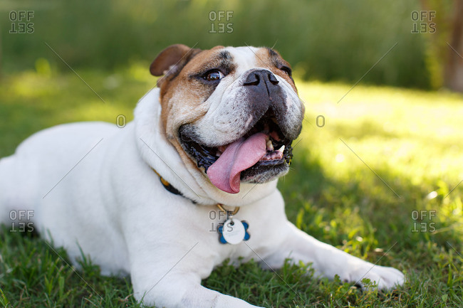 Bulldog lying in grass and panting