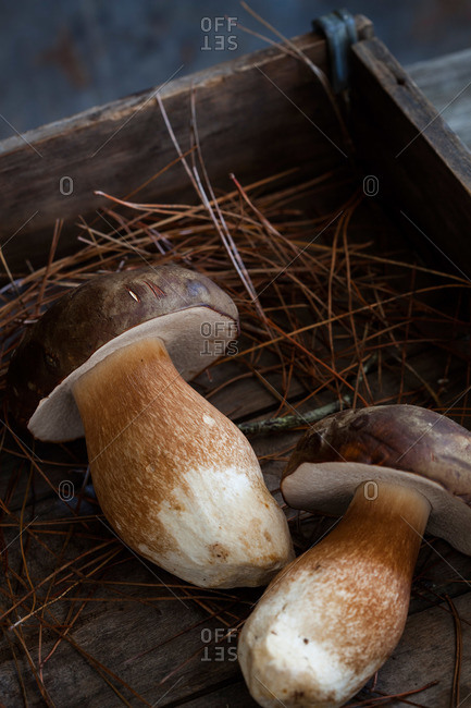Close-up of two wild porcini mushrooms in wooden box with pine needles