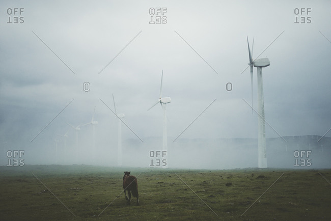 Row of wind turbines on a foggy day with horse on pasture in the foreground, Ortigueira