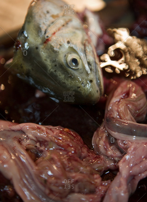 Close up of a gutted fish in Argentina