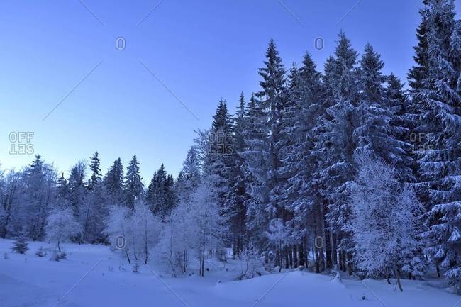 Landscape of forest in winter by moonlight at night, bavarian forest, Bavaria, Germany