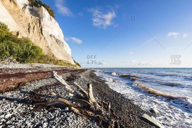 Chalk Cliffs with Drift Wood on Pebble Shore, Mons Klint, Baltic Sea, Mon Island, Zealand Region, Denmark