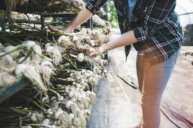 A woman organizes harvested garlic plants