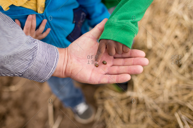 Man showing kids pest insects in field