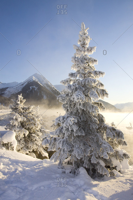 Hoar-Frost Covered Spruce Trees On Shore Of Turnagain Arm During Winter In South-central Alaska