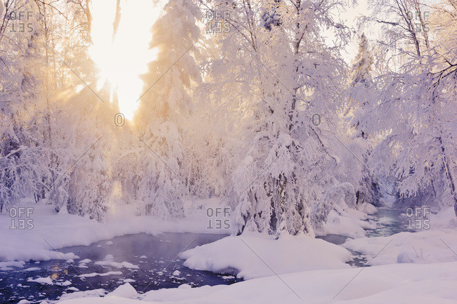 Small stream in a hoar frost covered forest with rays of sun filtering through the fog in the background Russian Jack Springs Park, Anchorage, Alaska, United States Of America