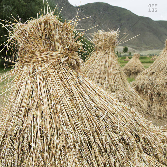 Wheat bundled in a field, Xizang ,China