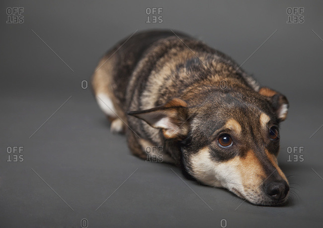 Portrait of a dog laying down against a grey background, Edmonton, Alberta, Canada