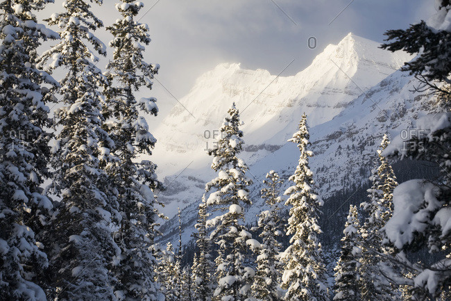 Sunlit snow covered mountain peaks with snow covered evergreen trees and misty clouds, Lake Louise, Alberta, Canada