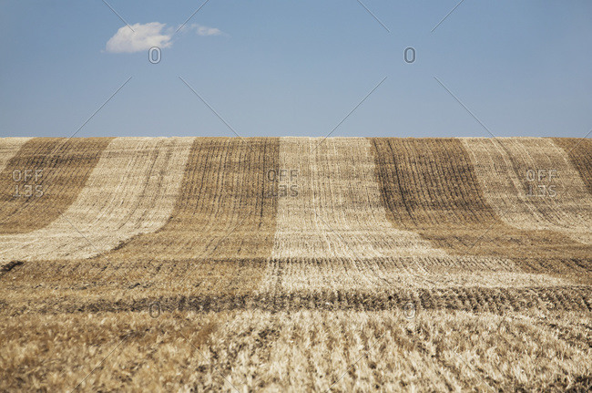 A cut rolling hill grain field with blue sky and cloud, Alberta, Canada