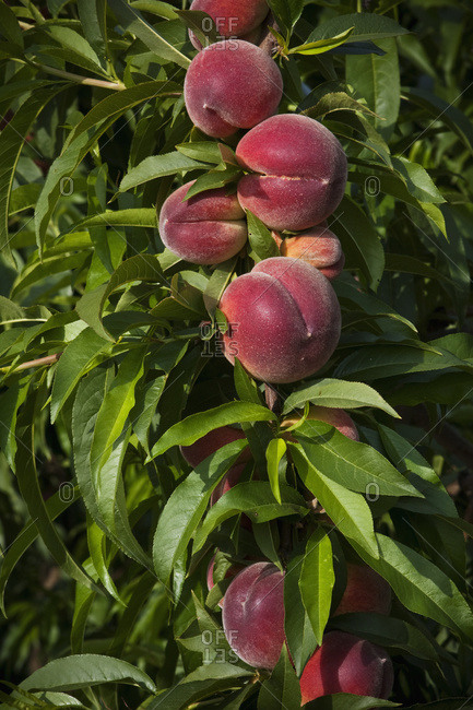 Improperly thinned peach branch resulting in mature fruit that is too small for the commercial market, near Dinuba, California, USA