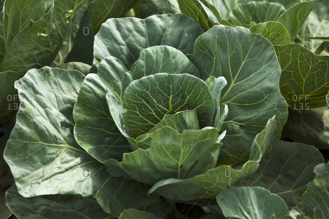 Mid growth green cabbage plant in the field at a local family produce farm, Little Compton, Rhode Island, USA