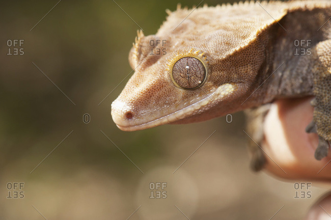 Crested Gecko (Rhacodactylus Ciliatus), California, United States Of America