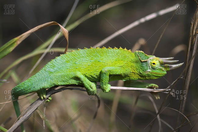 Detail Of Jackson\'s Chameleon (Trioceros Jacksonii) Perched On A Grass Blade, Island Of Hawaii, Hawaii, United States Of America