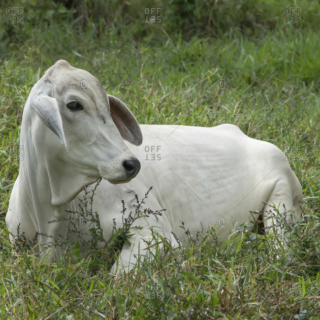 A White Cow In The Grass, Zacapa, Guatemala