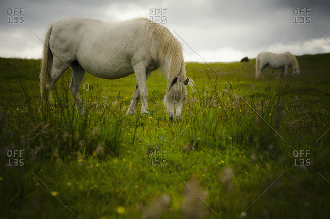 Two white wild horses eating grass in a field in Newborough Warren on the island of Anglesey, Wales