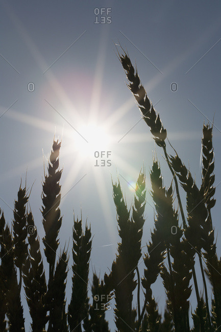 Silhouette of wheat and a sun flare, Beiseker, Alberta, Canada