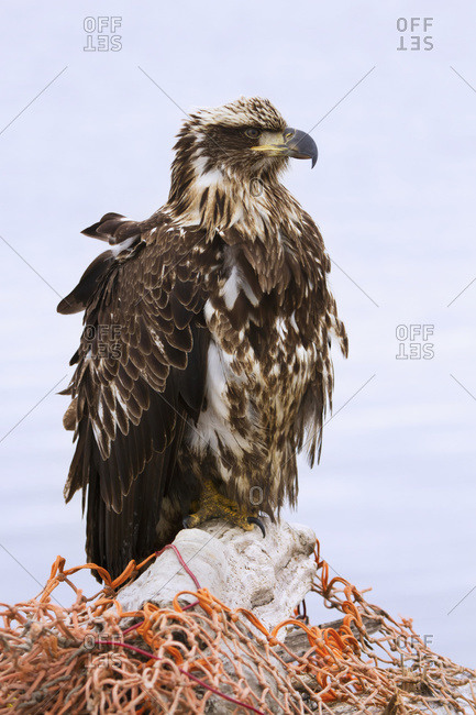 A sub-adult bald eagle sits atop a large piece of driftwood draped in an orange fishing net, Homer, Alaska, United States of America