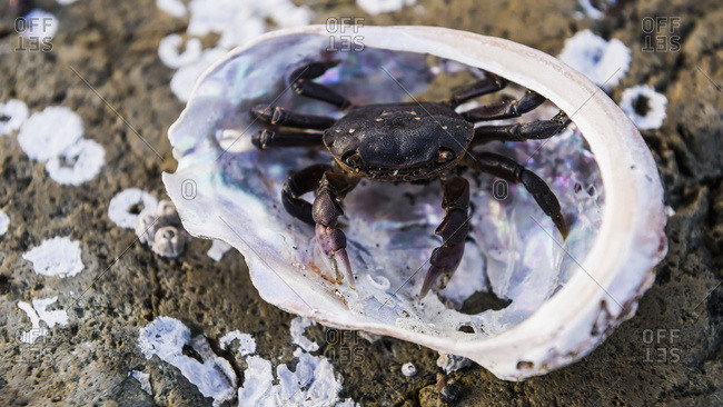 Crab in abelone shell, Queen Charlotte, British Columbia, Canada