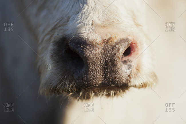 Close up of a cow\'s nose, Doolin, County Clare, Ireland