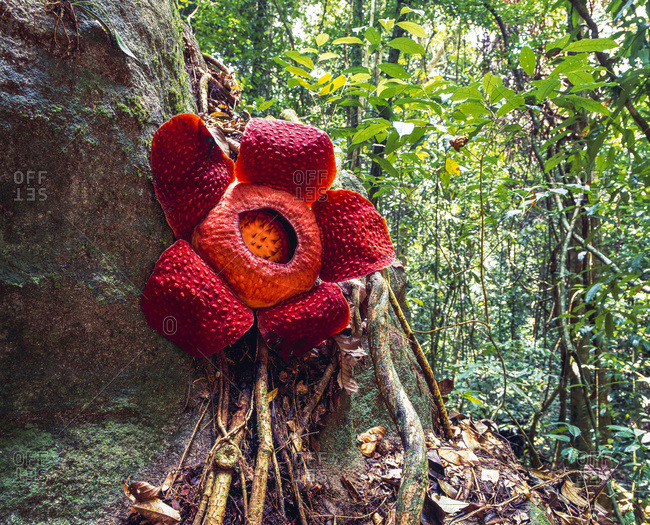 Rafflesia, the world\'s largest flower, Sarawak