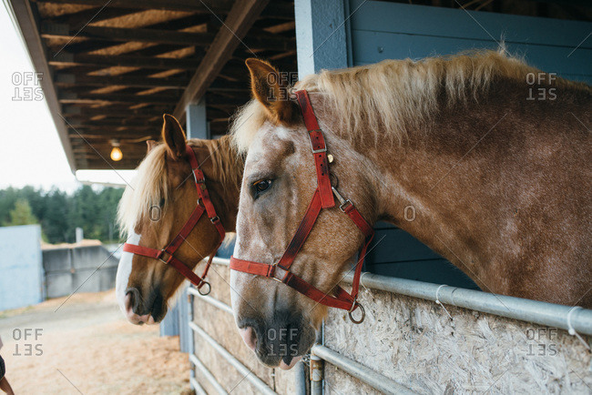 Horses in their stalls at a fair