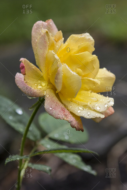 Garden rose after rain