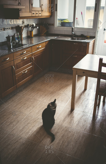 Tabby cat sitting on kitchen floor