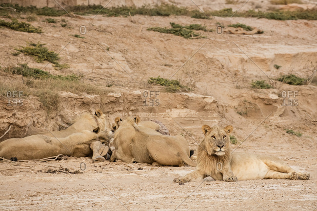 Desert lions feeding in Namibia