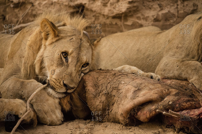 Desert lions with prey