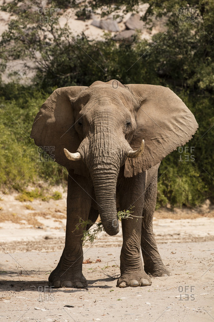 Desert elephant carrying food in trunk
