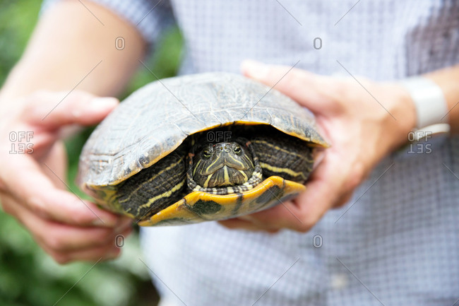 Man holding a red-eared slider turtle who has its head in its shell