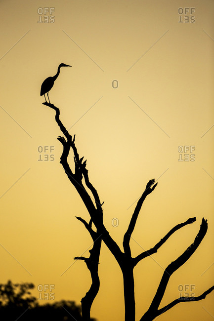 Silhouette of Yellow-Billed Egret (Egretta intermedia) standing in dead tree above Savuti Channel at dusk